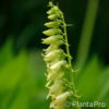 Digitalis lutea