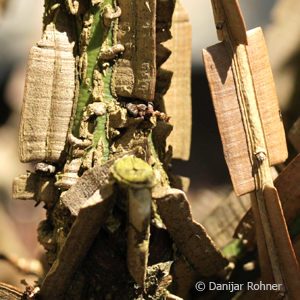 Euonymus alatus 2 Euonymus alatus