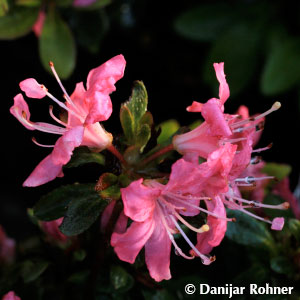 Rhododendron (Japanische Azalee)'Diamant Rosa'
