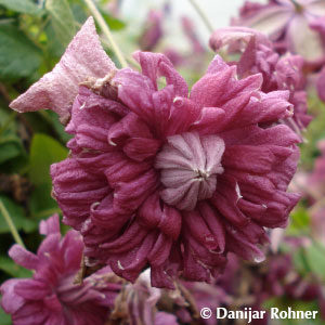 Clematis viticella'Purpurea Plena Elegans'