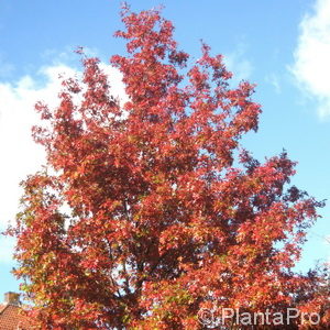 Quercus rubra