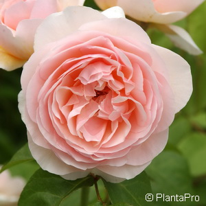 Englische Rose'Evelyn'