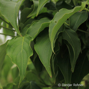 Cornus kousavar. chinensis