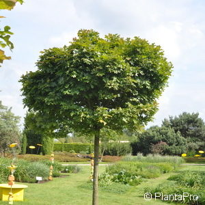 Quercus palustris'Green Dwarf'