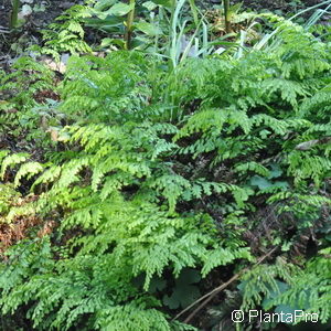 Adiantum venustum