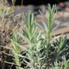 Lavandula angustifolia'Hidcote'