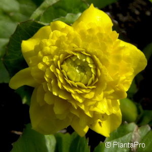 Caltha palustris'Multiplex'