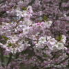 Prunus subhirtella'Autumnalis Rosea'