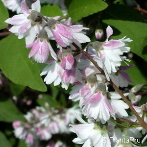 Deutzia scabra'Codsall Pink'