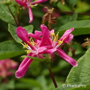 Lonicera tatarica'Hack's Red'