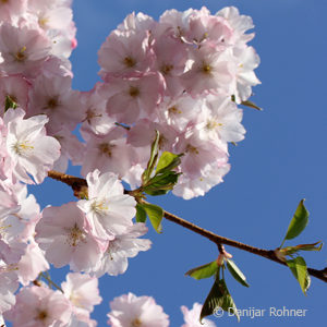 Prunus'Accolade'