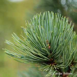 Pinus parviflora'Glauca'