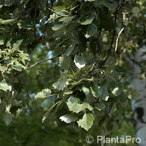 Populus tremula'Fastigiata'