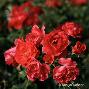 Bodendeckerrose'Heidefeuer'