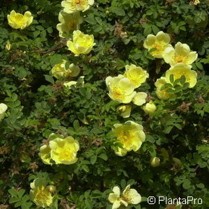 Wildrose Rosa hugonis