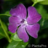 Vinca minor'Rubra' rot