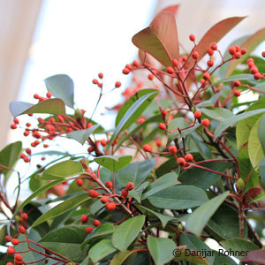 Photinia fraseri (x)'Red Robin'