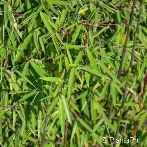 Fargesia murielae'Jiuzhaigou'