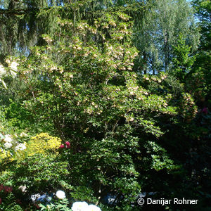 Enkianthus campanulatus