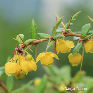 Berberis frikartii (x)'Amstelveen'