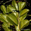 Prunus laurocerasus'Rotundifolia'
