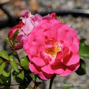 Bodendeckerrose'Heidetraum'