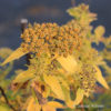 Spiraea japonica'Albiflora'