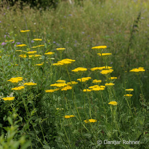 Achillea filipendulina'Coronation Gold'