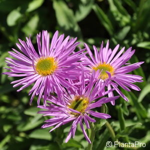 Aster alpinusrosa