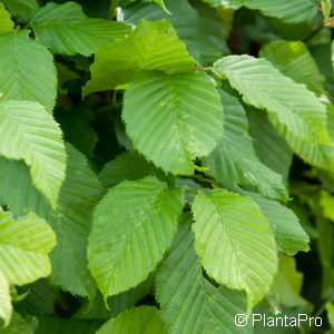 Carpinus betulus'Fastigiata'