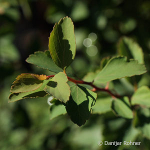 Spiraea vanhouttei (x)