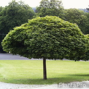 Acer platanoides'Globosum'