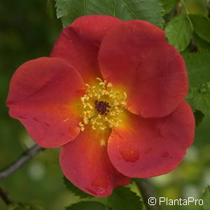 Wildrose Rosa foetida'Bicolor'