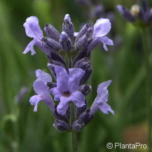 Lavandula angustifolia'Dwarf Blue'