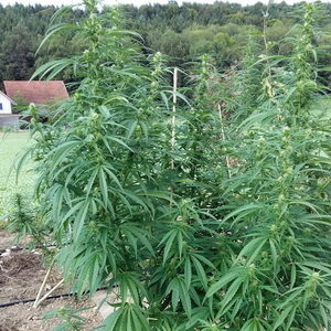 Cannabis'Power Nuts'