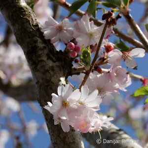 Prunus subhirtella'Autumnalis'