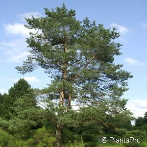 Pinus sylvestris