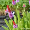 Primula vialii