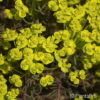 Euphorbia'Clarice Howard'