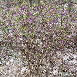 Daphne mezereum'Rubrum'