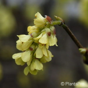 Corylopsis spicata