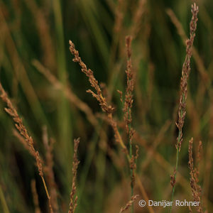 Molinia caerulea'Moorhexe'