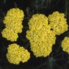 Achillea clypeolata'Moonshine'