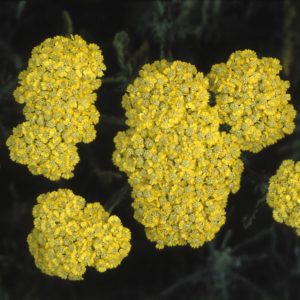 Achillea clypeolata'Moonshine'