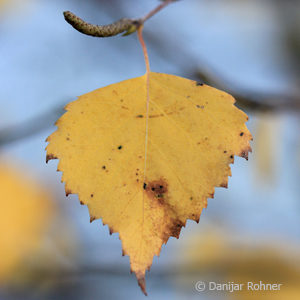 Betula utilis'Doorenbos'