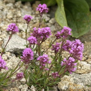 Lychnis alpina