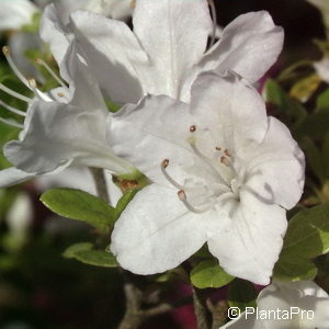 Rhododendron (Japanische Azalee)'Diamant Weiss'