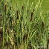 Typha latifolia