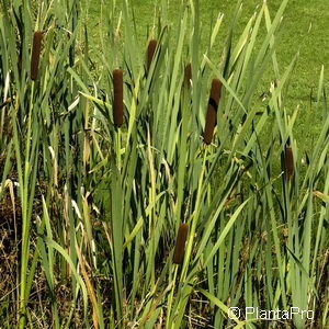 Typha latifolia