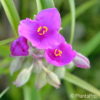 Tradescantia (Andersoniana-Gruppe)'Karminglut'